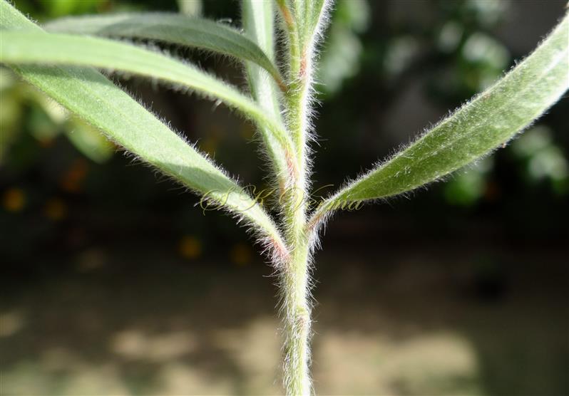  Branches and Leaves (Young)